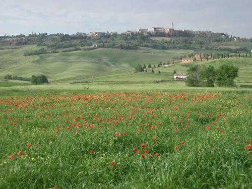 Agriturismo Colombaiolo Pienza Exteriör bild