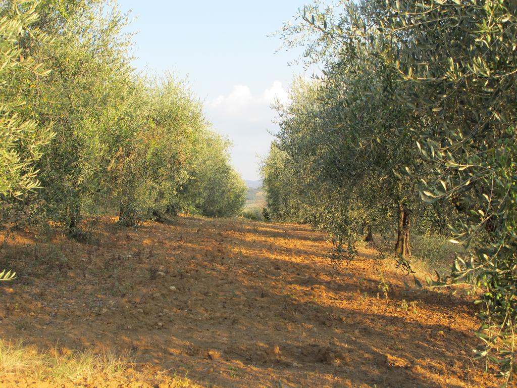 Agriturismo Colombaiolo Pienza Exteriör bild
